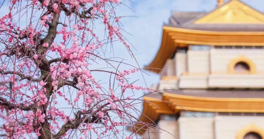 普陀山春季梅花與佛寺景觀