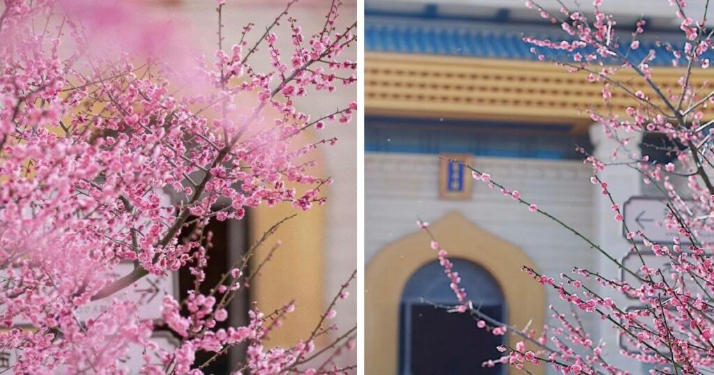 普陀山春季梅花盛開景象